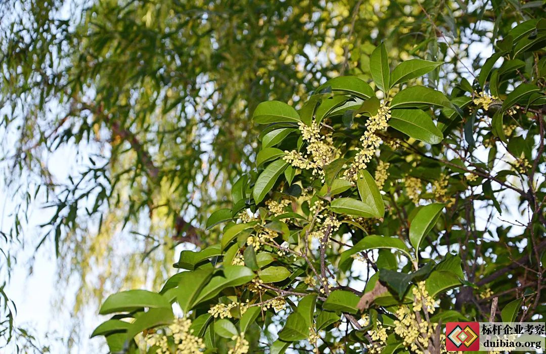 海爾大學(xué)
