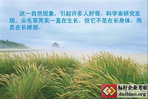 毛尖草