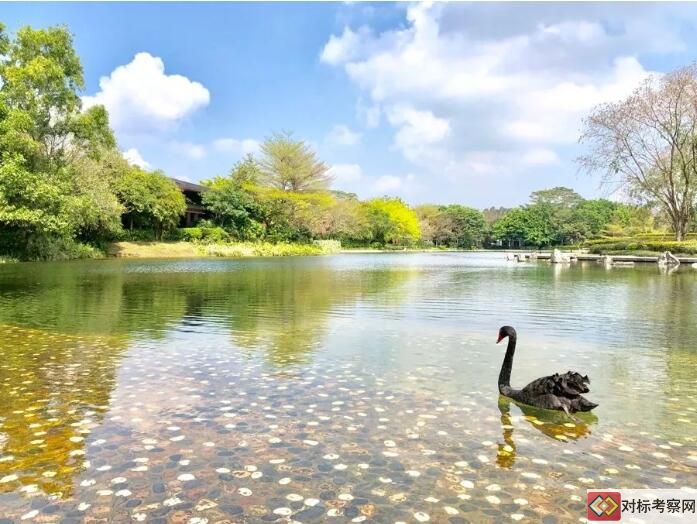 華為坂田基地天鵝湖